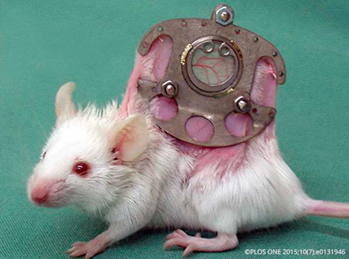 Foto von Ärzte gegen Tierversuche